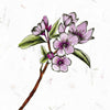 A hand-drawn cherry plum branch with light purple flowers and green leaves on a textured white background, inspired by Bach flower remedies. "Listening to Flowers" by Schiffer Publishing, Ltd. appears above the branch.