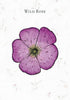 A botanical illustration of a single purple wild rose flower with detailed petals on a white background with faint leaf patterns, inspired by Bach flower essence remedies. "Listening to Flowers" by Schiffer Publishing, Ltd. appears above the flower.