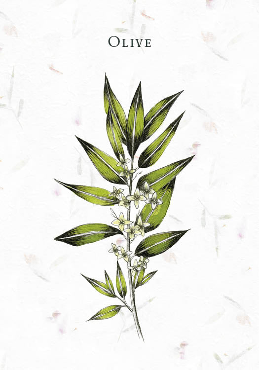 Illustration from "Listening to Flowers" by Schiffer Publishing, Ltd.: an olive branch with green leaves and white flowers on a light background with subtle leaf patterns, inspired by Bach flower remedies; "Olive" appears at the top.