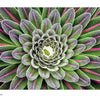 Close-up of a symmetrical green succulent with white-edged, pink-streaked leaves in a spiral pattern—showcasing the vibrant beauty featured in *The Colors of the Earth* by Schiffer Publishing, Ltd.