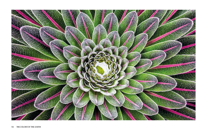 Close-up of a symmetrical green succulent with white-edged, pink-streaked leaves in a spiral pattern—showcasing the vibrant beauty featured in *The Colors of the Earth* by Schiffer Publishing, Ltd.