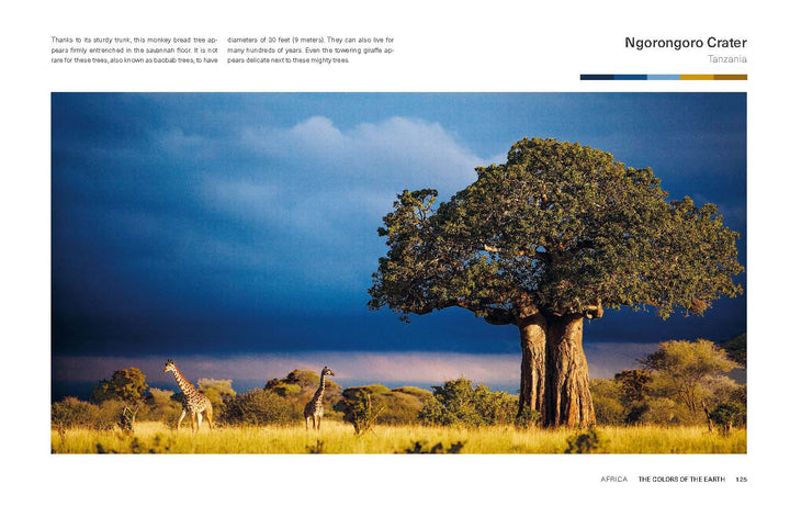 A large baobab tree towers over the African savanna as two giraffes graze nearby beneath a striking sky—a breathtaking scene from Ngorongoro Crater, Tanzania, featured in "The Colors of the Earth" by Schiffer Publishing, Ltd.