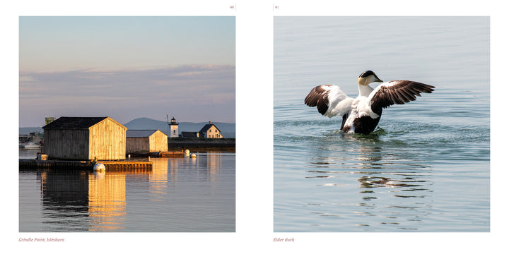 Left: Wooden boathouses and a lighthouse reflect at sunset; right: an eider duck flaps on calm water—iconic Maine scenes featured in "Maine" by Schiffer Publishing, Ltd., ideal for photography lovers or as a unique Maine souvenir.