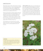 A page from Core Bushcraft by Schiffer Publishing, Ltd. features plant uses, a safety tip box for proper ID, and a photo of yarrow (Achillea millefolium). Covers origins and applications—ideal for wilderness skills and bushcraft.