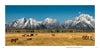 Horses graze in a golden meadow with snowy peaks and a rising moon under clear skies—a scene from Grand Teton National Park, captured beautifully in this Schiffer Publishing, Ltd. photography book.