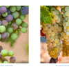 In the photography book Vineyards of Napa Valley, two side-by-side images show bunches of grapes on the vine, with purple and green grapes on the left and golden grapes on the right.