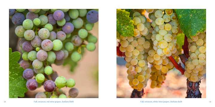 In the photography book Vineyards of Napa Valley, two side-by-side images show bunches of grapes on the vine, with purple and green grapes on the left and golden grapes on the right.