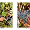 A worker hand-harvesting clusters of dark grapes in a Napa Valley vineyard, as featured in Vineyards of Napa Valley by Schiffer Publishing, Ltd.