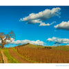 Dormant vines in Vineyards of Napa Valley grow in rows along a dirt path leading toward rolling hills under a bright blue sky with scattered clouds.