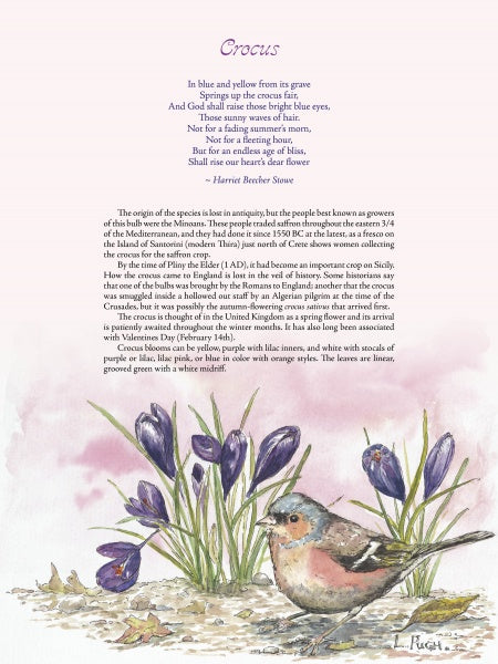 A small brown and white bird stands among blooming purple crocuses on green grass. Above is text about crocuses, including a poem, history, botanical facts, and quilt inspiration from Mary's Garden Quilt by Schiffer Publishing, Ltd.