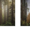 Discover "Ashland, Oregon, Day Trips" by Schiffer Publishing, Ltd.—a photographic essay of misty redwood forests near Ashland with lush foliage and rhododendrons. Includes detailed images of tall trunks and leafy branches in the fog.
