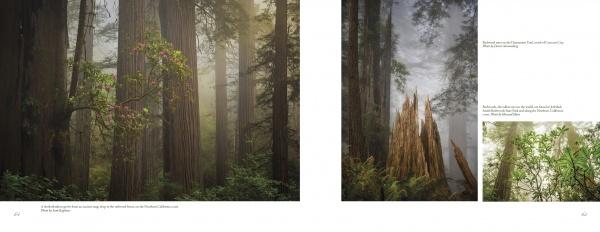 Discover "Ashland, Oregon, Day Trips" by Schiffer Publishing, Ltd.—a photographic essay of misty redwood forests near Ashland with lush foliage and rhododendrons. Includes detailed images of tall trunks and leafy branches in the fog.