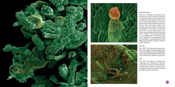 A scientific image from Schiffer Publishing, Ltd.'s Cannabis shows magnified plant material under a microscope, highlighting trichomes, plant cells, and structures in green and brown, with labeled details on the right.