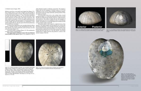 echinoid fossil identification
