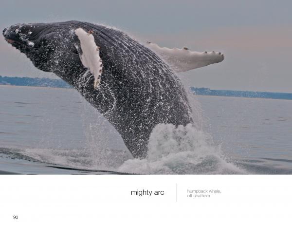 A humpback whale breaches near Chatham, creating a dramatic splash against a gray sky—a breathtaking moment captured in *Wild Cape Cod* by Schiffer Publishing, Ltd.