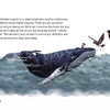 Chickadee & The Whale by Schiffer Publishing, Ltd.: An illustration of a baby humpback whale at the ocean surface with a bird perched on its back and two flying nearby. Ideal for children’s stories, it features conversations between the whale and birds.