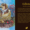 An illustrated owl with aviator goggles and a scarf sits on a berry branch. Below, a nest holds eggs, feathers, flowers, and healing cards. The artwork, titled Secret Woods, is by Schiffer Publishing, Ltd. on a dark background.